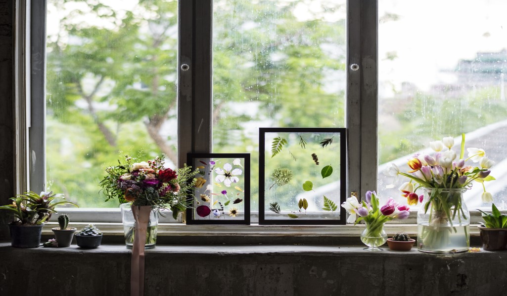 Ventanas y plantas