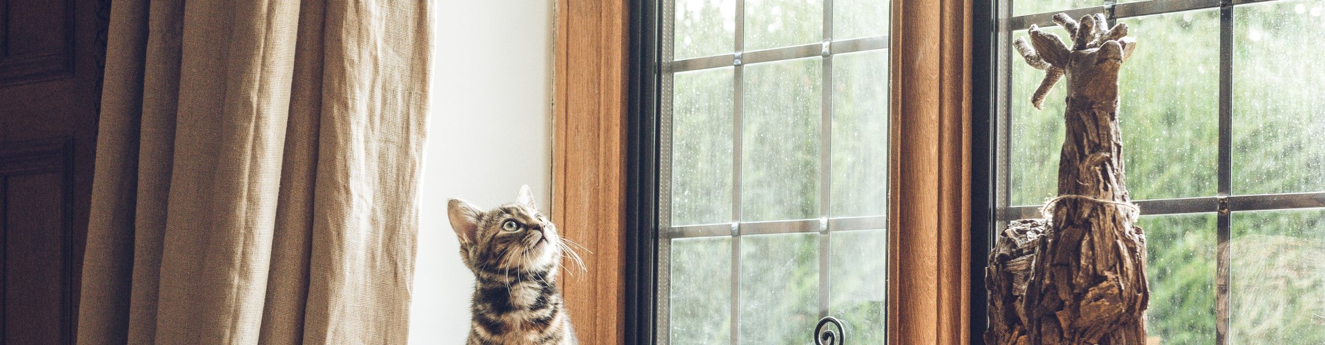 gato frente a ventana